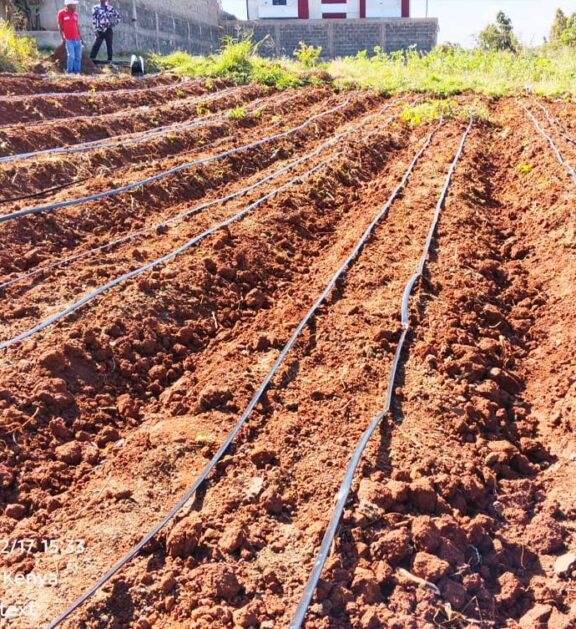 We grow fresh, organic produce using clean methods that protect nature, healthy food.